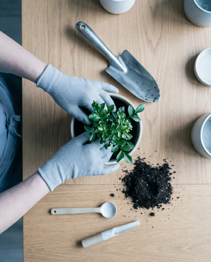 Gloved hands repotting a small plant on a wooden table, a frame from a how-to video