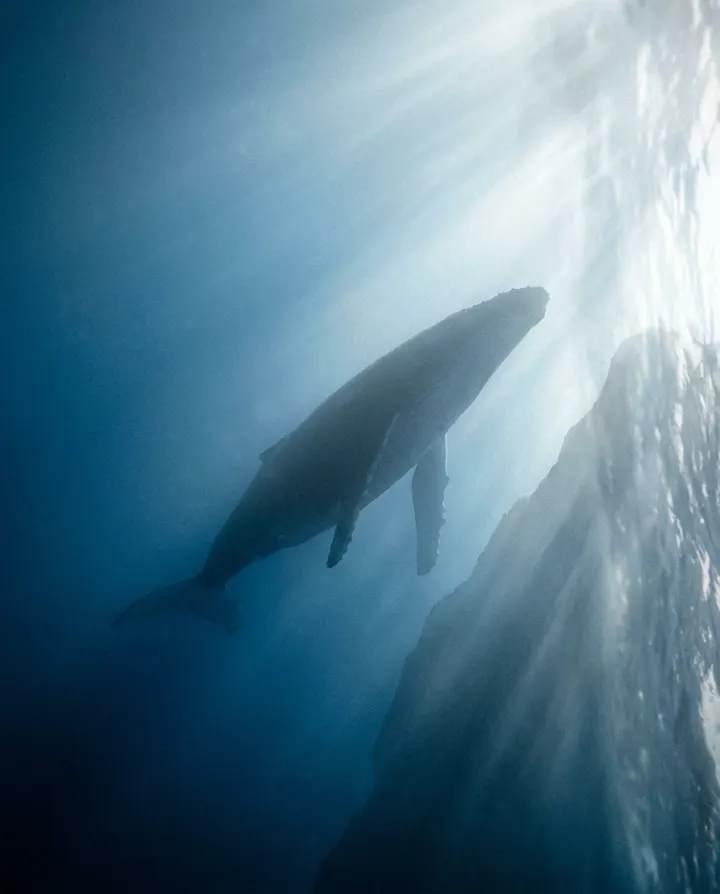 A whale silhouette in deep blue water, a frame from a faceless documentary short